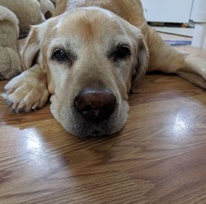 Meet your Posher, Debbie